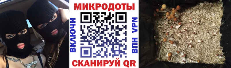 Псилоцибиновые грибы Psilocybine cubensis  Губкин 